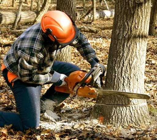Tree Removal in Buxton, NC